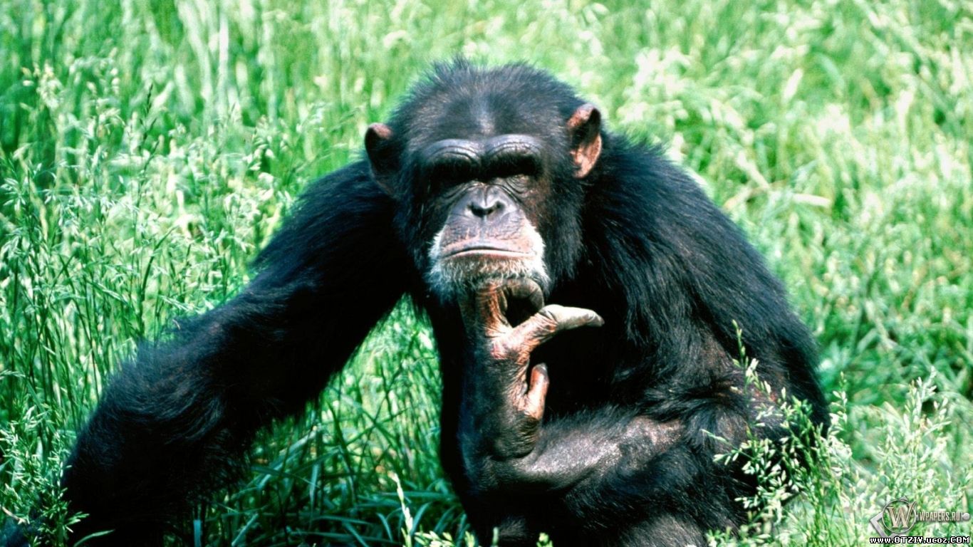Макака, обезьянка, маленькая горилла, думает, призадумалась, смешная