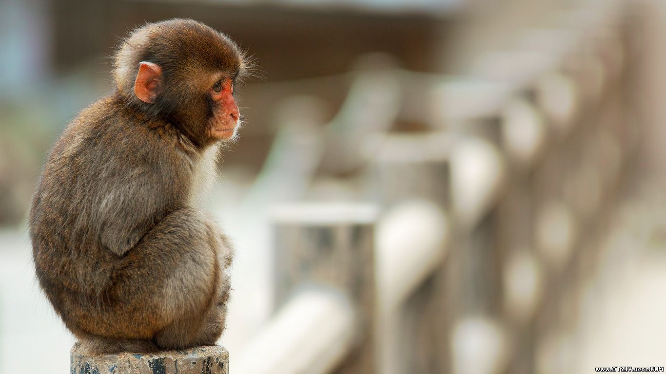 Макака, плюшевая обезьянка, красивая картинка 1366х768
